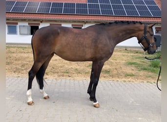Oldenburger, Stute, 5 Jahre, 169 cm, Brauner