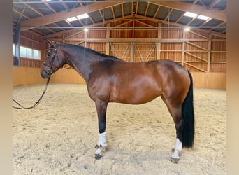 Oldenburger, Stute, 5 Jahre, 169 cm, Brauner