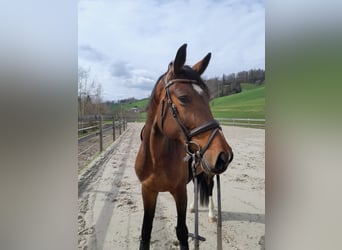 Oldenburger, Stute, 5 Jahre, 169 cm, Brauner
