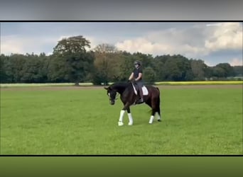 Oldenburger, Stute, 5 Jahre, 169 cm, Brauner