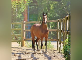 Oldenburger, Stute, 5 Jahre, 169 cm, Brauner