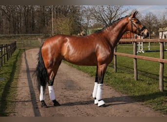 Oldenburger, Stute, 5 Jahre, 169 cm, Brauner
