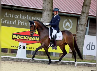 Oldenburger, Stute, 5 Jahre, 169 cm, Dunkelbrauner