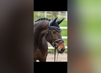 Oldenburger, Stute, 5 Jahre, 169 cm, Dunkelbrauner