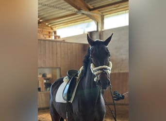 Oldenburger, Stute, 5 Jahre, 169 cm, Dunkelbrauner