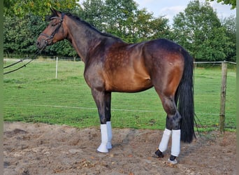 Oldenburger, Stute, 5 Jahre, 169 cm, Dunkelbrauner