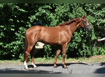 Oldenburger, Stute, 5 Jahre, 169 cm, Fuchs