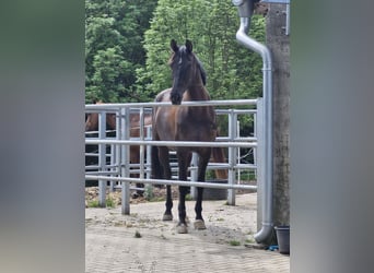 Oldenburger, Stute, 5 Jahre, 169 cm, Rappe