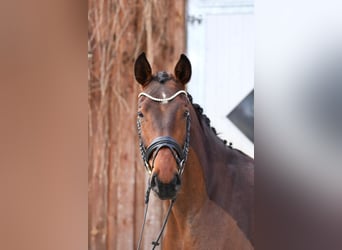 Oldenburger, Stute, 5 Jahre, 170 cm, Brauner