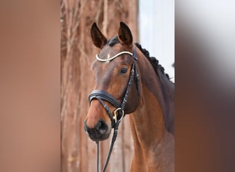 Oldenburger, Stute, 5 Jahre, 170 cm, Brauner