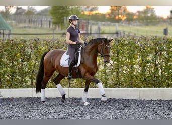 Oldenburger, Stute, 5 Jahre, 170 cm, Brauner