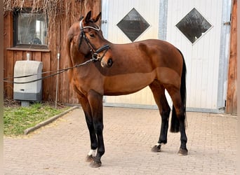 Oldenburger, Stute, 5 Jahre, 170 cm, Brauner