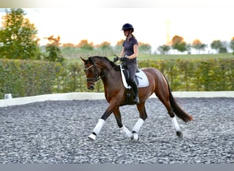 Oldenburger, Stute, 5 Jahre, 170 cm, Brauner