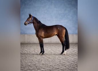 Oldenburger, Stute, 5 Jahre, 170 cm, Brauner