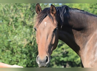 Oldenburger, Stute, 5 Jahre, 170 cm, Brauner