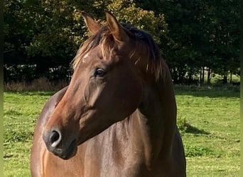 Oldenburger, Stute, 5 Jahre, 170 cm, Brauner