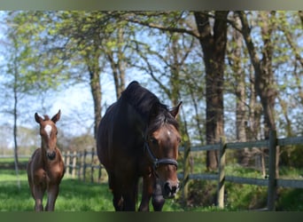 Oldenburger, Stute, 5 Jahre, 170 cm, Brauner