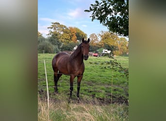 Oldenburger, Stute, 5 Jahre, 170 cm, Brauner