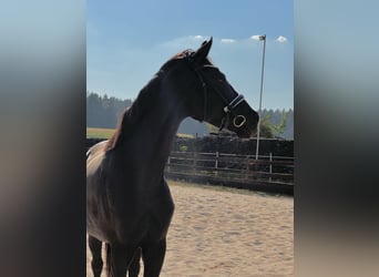 Oldenburger, Stute, 5 Jahre, 170 cm