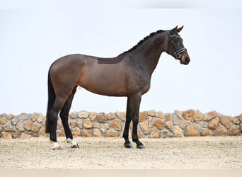 Oldenburger, Stute, 5 Jahre, 170 cm, Dunkelbrauner