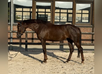 Oldenburger, Stute, 5 Jahre, 170 cm, Dunkelfuchs