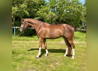 Oldenburger, Stute, 5 Jahre, 170 cm, Dunkelfuchs