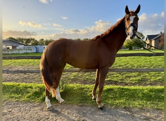 Oldenburger, Stute, 5 Jahre, 170 cm, Fuchs