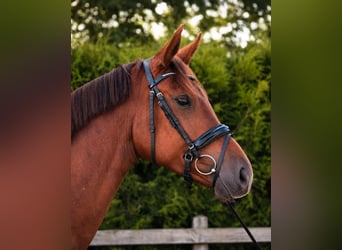 Oldenburger, Stute, 5 Jahre, 170 cm, Fuchs