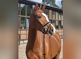 Oldenburger, Stute, 5 Jahre, 170 cm, Fuchs