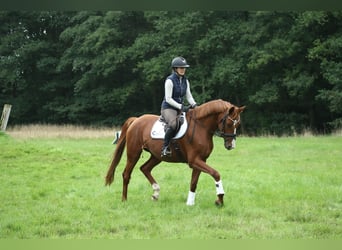 Oldenburger, Stute, 5 Jahre, 170 cm, Fuchs