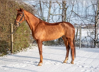 Oldenburger, Stute, 5 Jahre, 170 cm, Fuchs