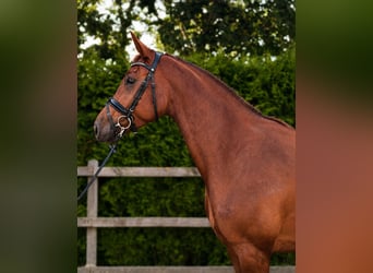 Oldenburger, Stute, 5 Jahre, 170 cm, Fuchs
