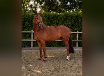 Oldenburger, Stute, 5 Jahre, 170 cm, Fuchs