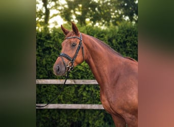Oldenburger, Stute, 5 Jahre, 170 cm, Fuchs