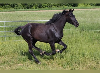 Oldenburger, Stute, 5 Jahre, 170 cm, Rappe