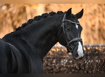 Oldenburger, Stute, 5 Jahre, 170 cm, Rappe