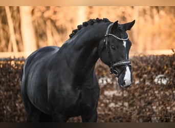 Oldenburger, Stute, 5 Jahre, 170 cm, Rappe