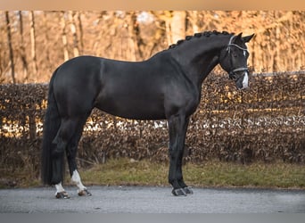 Oldenburger, Stute, 5 Jahre, 170 cm, Rappe