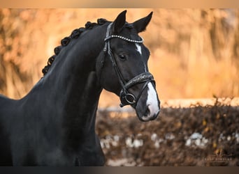 Oldenburger, Stute, 5 Jahre, 170 cm, Rappe