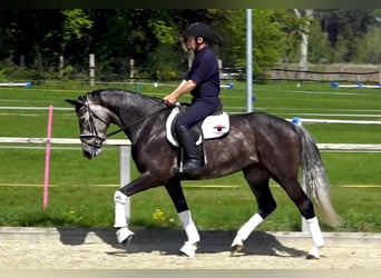 Oldenburger, Stute, 5 Jahre, 170 cm, Schimmel