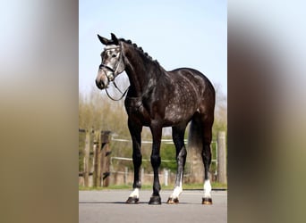Oldenburger, Stute, 5 Jahre, 170 cm, Schimmel