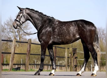 Oldenburger, Stute, 5 Jahre, 170 cm, Schimmel