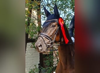 Oldenburger, Stute, 5 Jahre, 170 cm, Schwarzbrauner