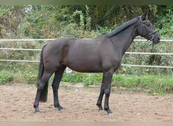 Oldenburger, Stute, 5 Jahre, 170 cm, Schwarzbrauner