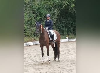 Oldenburger, Stute, 5 Jahre, 170 cm, Schwarzbrauner