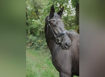 Oldenburger, Stute, 5 Jahre, 170 cm, Schwarzbrauner