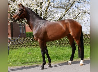 Oldenburger, Stute, 5 Jahre, 171 cm, Dunkelbrauner