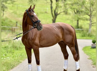 Oldenburger, Stute, 5 Jahre, 171 cm, Dunkelfuchs