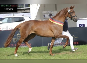 Oldenburger, Stute, 5 Jahre, 171 cm, Dunkelfuchs