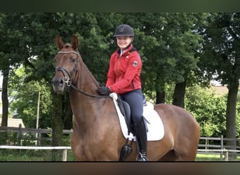 Oldenburger, Stute, 5 Jahre, 171 cm, Dunkelfuchs